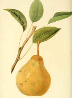 Pear Of The St. Michael Archangel Pear Variety