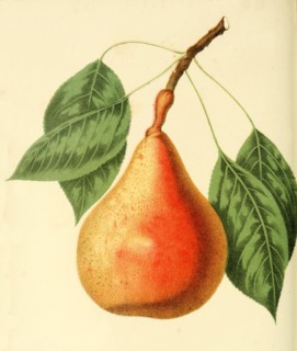 Beurre Clairgeau Pear Variety