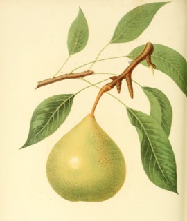 Pear Of The Howell Pear Variety