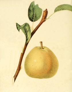 Pear Of The Gansells Bergamot Pear Variety