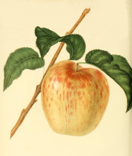 Apple Of The Minister Apple Variety