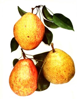 Pears Of The Variety: 1. Kieffer