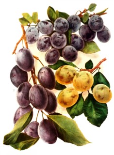 Plums Of The Variety: 1