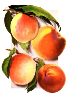 Varieties Of Peaches: 1. Carman