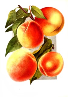 Varieties Of Peaches: 1. Crosby