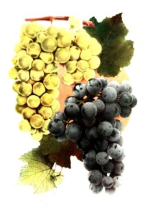 Grape Variety: 1. Niagara