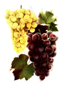 Grape Variety: 1. Moore'S Diamond