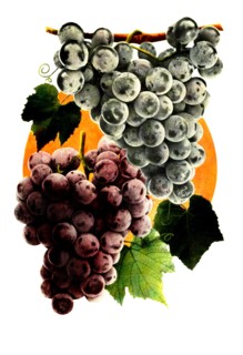 Grape Variety: 1. Moore'S Early