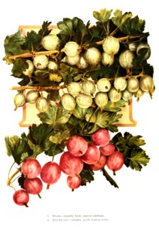 Gooseberry Variety: 1. Pearl
