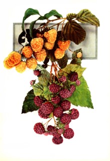 Raspberries Of The Variety: 1. Golden Queen