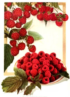 Raspberries Of The Variety: 1. Herbert