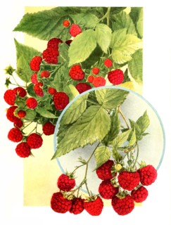 Raspberries Of The Variety: 1. St.Regis