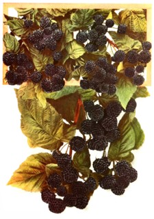 Variety Blackberries: 1. Gregg