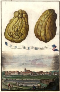 Cedro A Ditela O Multiforme And They Defend Suburb