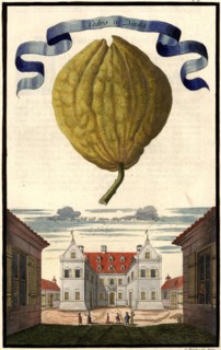 Cedro A Dittela And Wooden Shoe