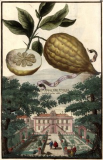 Cedro Da Fiorenza And The Heymendorf Castle Of Lord Chr