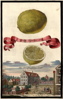 Limon Zucherino Dolce And The Ebner Manor House In Erlastegen