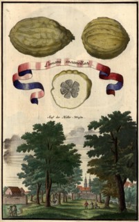 Limoni Incanellati And Landscape On The Haller Meadow