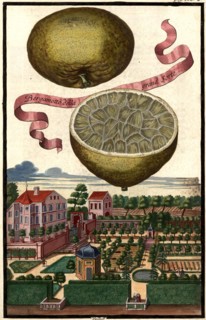 Bergamot Della Grand Sorte And Veillhof