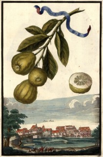 Limoni Peretti And Place To Stone