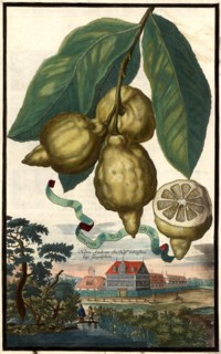 Limonie Da Roma And The Ziegelstein Castle