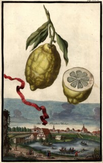 Limon Cornagione And The Bleichers Weiher
