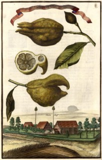 Limon Zatelle And The Ebertzhof