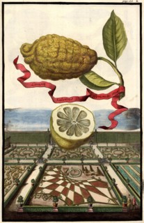 Limon Salerno Da Genoa And Garden Landscape