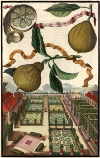 Limon Bergamotto And Limon Bergamotto Con Foglia Rizza And Garden Landscape