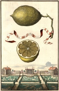 Limon Dolce Ordin And Garden Landscape