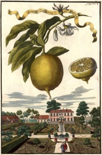Limon Zucherin Col Pigolo And Mr. Martell'S Garden