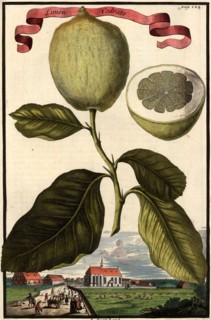 Limon Cedrato And St. Leonhard