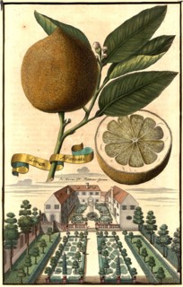 Limea Aranzita And Doctor Falckner'S Garden