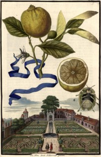 Lima Dolce And Doctor Silberrad'S Garden