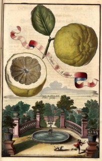 Pomo D' Adamo And Fountain In The Peller Garden