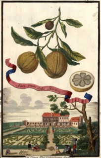 Altri Frutti Della Bizzaria And Professor Doppelmeyer'S Garden