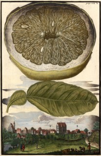 Lemon And Mögeldorf