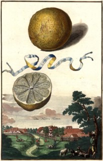 Pomo Da Sina And Herrnhütten
