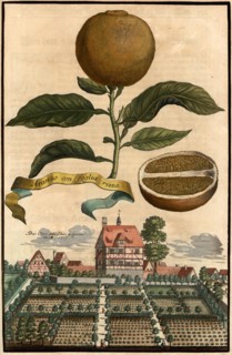 Aranzo Con Foglia Rizza And The Upper Castle And Garden Of Mögeldorf