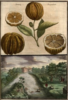 Aranzi Incanelati And A View Of The Pegnitz Near The Hallertor