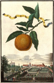 O#Pomo Da Sina And Schmid'S Garden