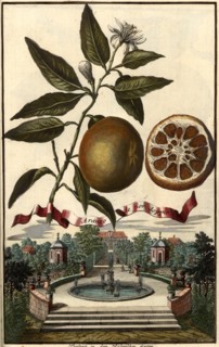 Aranzo De Fior Doppio And The Rößler Garden