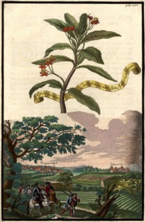 Apocynum Gurasavicum Americanum And Schwaich
