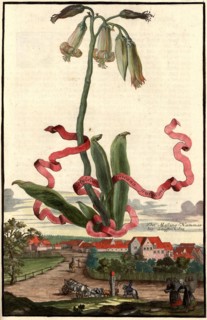 Cotyledon Africana Frutescens And The Brass Hammer Near Lauffenholz