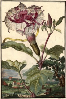 Datura Aegyptia And The Area Near Lobst