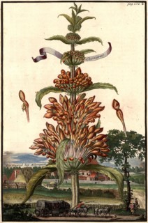 Leonorus And The Area Near Allerspach