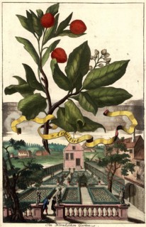 Arbutus And View In The Wörnli Garden