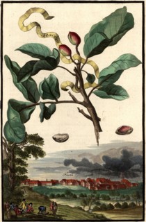 Pistaccia Pistachio And A View Of Fürth