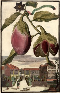 Melanzana Aubergine And The Lochner Garden