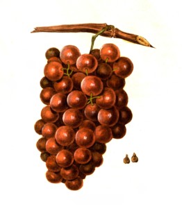 Diana Variety Grapes